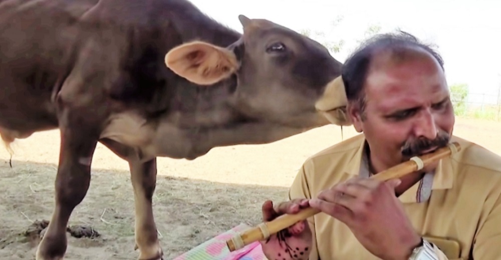 Un talentoso hombre da un concierto de flauta privado a vacas rescatadas y quedan encantadas