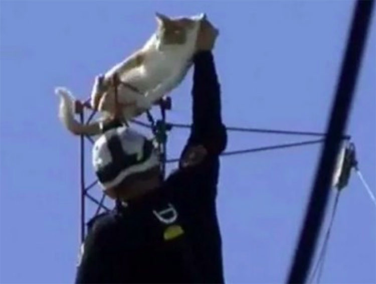 Bombero rescata gatos en Argentina