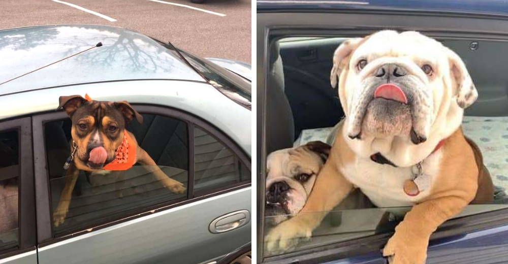 Mujer que trabaja en una cafetería de autoservicio toma fotos de cada adorable perro que llega