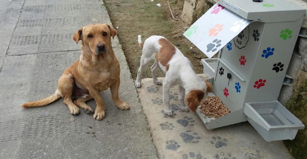 Crea croquetas anticonceptivas no invasivas para el control de la natalidad de perros callejeros