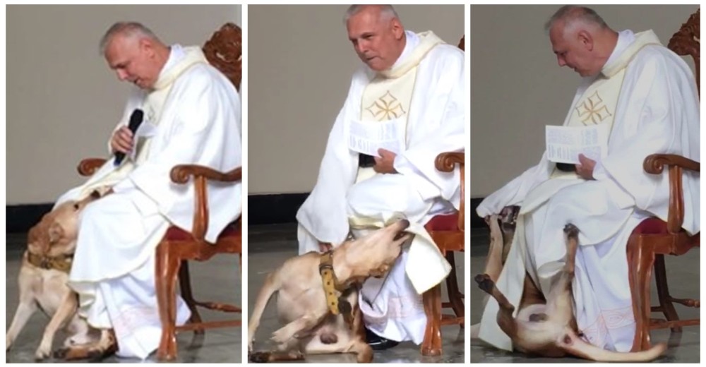 Enérgico perro interrumpe una misa suplicando cariño y el sacerdote no puede dejar de responder