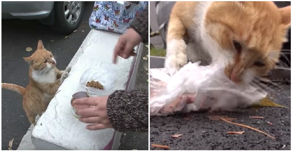 Esta gatita callejera sólo acepta comida en una bolsa, un día la siguen y descubren su secreto