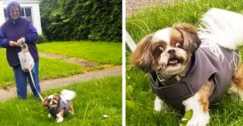 Una adorable perrita queda en shock al encontrarse con su estilista en la calle