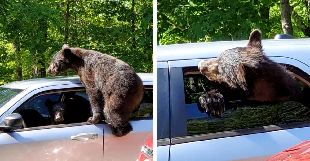 Sale a caminar en el bosque y halla a una familia entera de osos que se apoderó de su vehículo