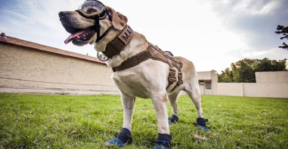 Frida, la talentosa perrita rescatista, celebra su jubilación en una conmovedora ceremonia