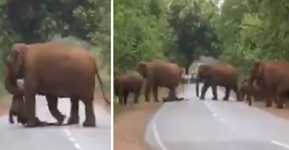 Elefantes afligidos irrumpen en una carretera en lo que parece una procesión funeraria