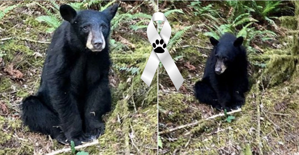 Sacrifican a un bebé de oso negro por ser demasiado simpático y sacarse selfis con los turistas