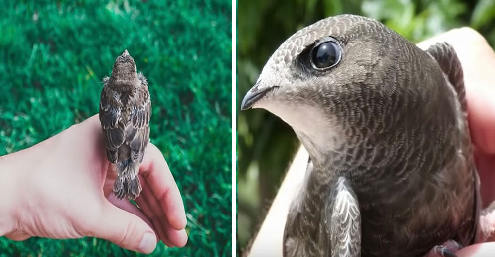 Un pollito huérfano podría conmover a cualquiera, pero ¿sabrías cómo ayudarlo?