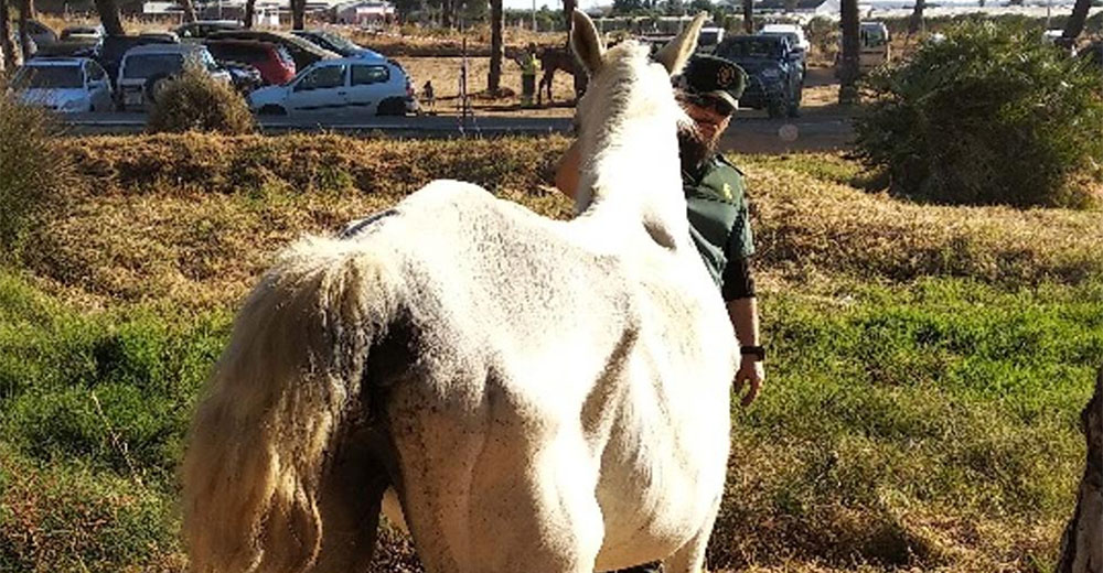 Una yegua es rescatada después de ser encontrada desnutrida y atada al sol sin agua ni alimento