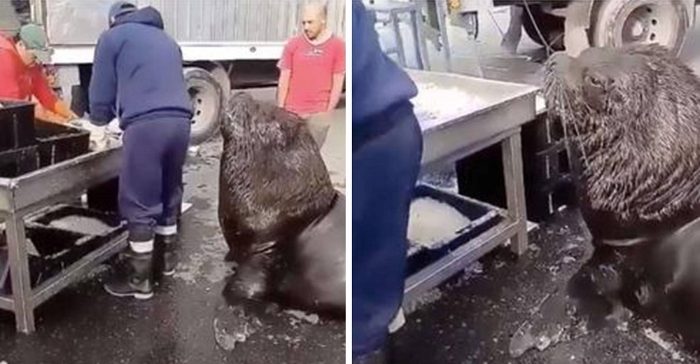 Enorme león marino entra al mercado de pescado y pide un refrigerio