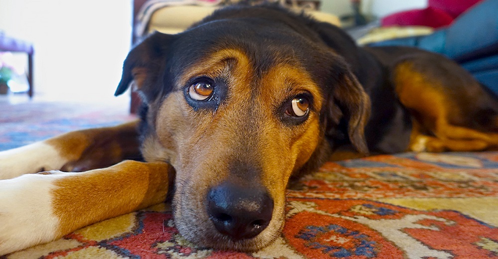 Descubren por qué los perros pueden poner esa mirada triste que enternece tanto a los humanos