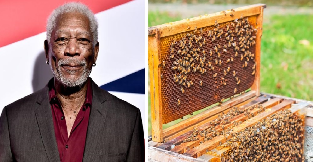 Morgan Freeman convierte su gran hacienda en un santuario para abejas para salvar el planeta