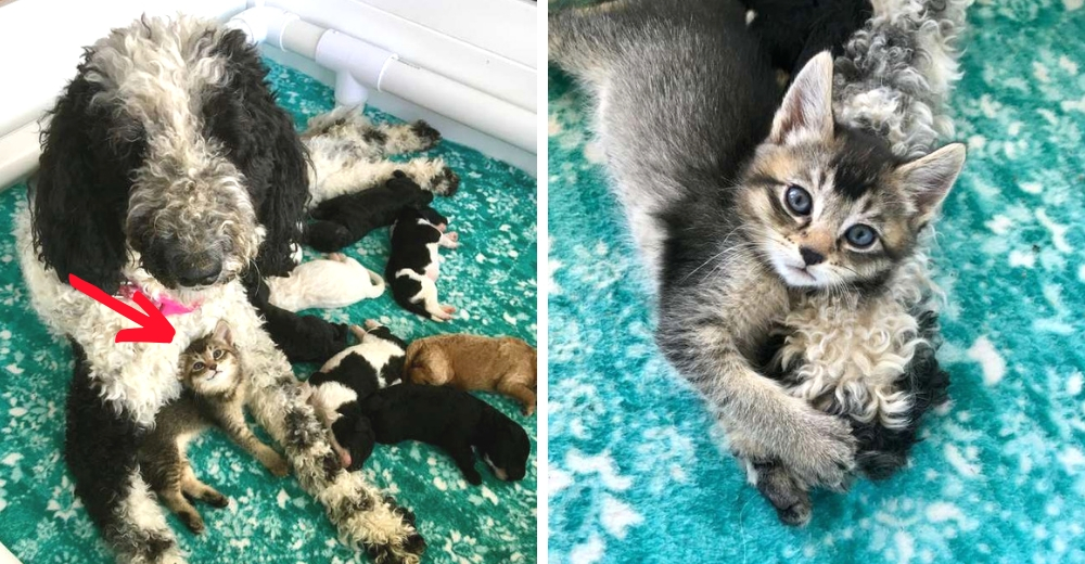 Amorosa perrita cría a la gatita más diminuta que vivía en las calles como uno de sus cachorros