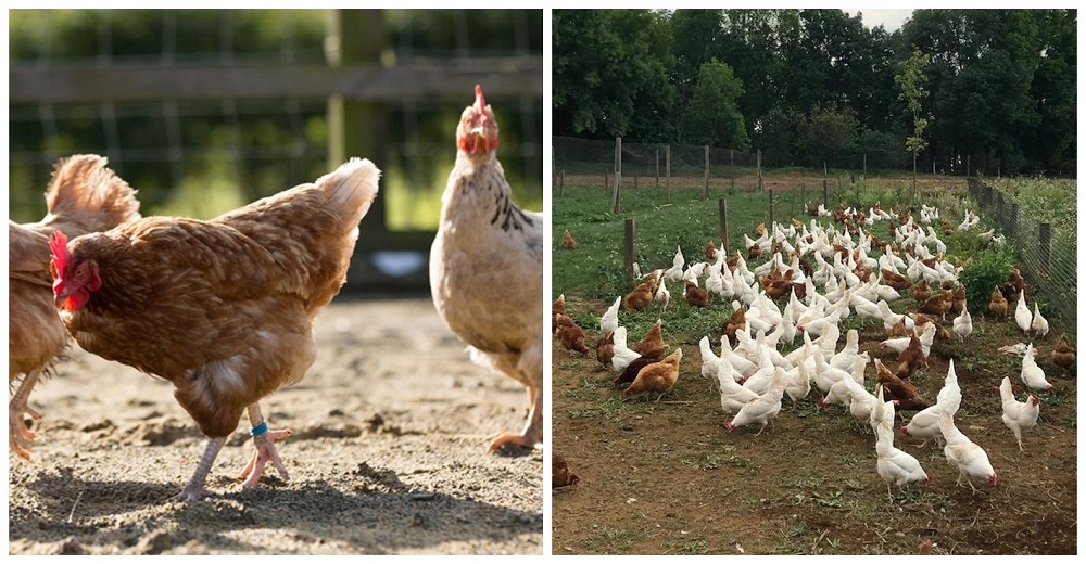 Granja recibe histórica certificación de Bienestar Animal y marca un ejemplo para el mundo