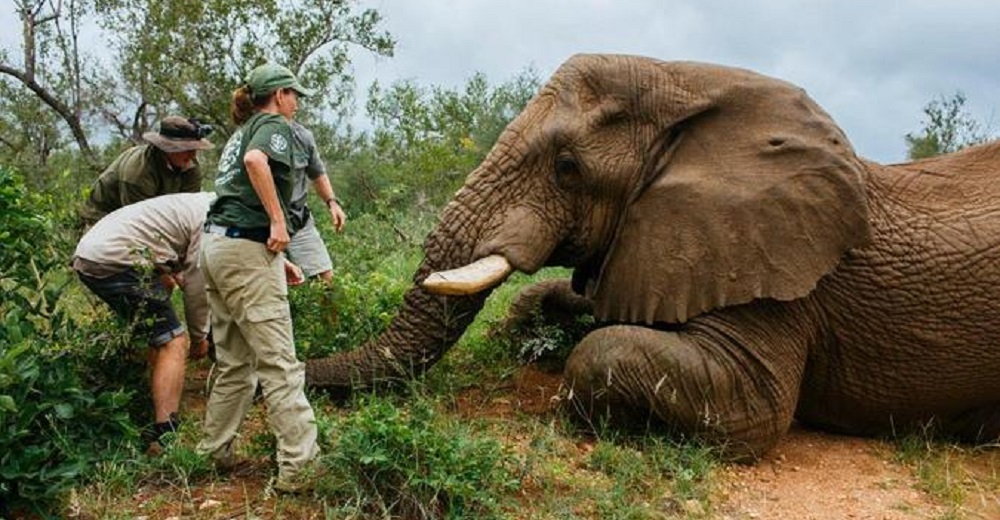 Elefante “problemático” se salva de ser ejecutado a causa de la ira de los terratenientes