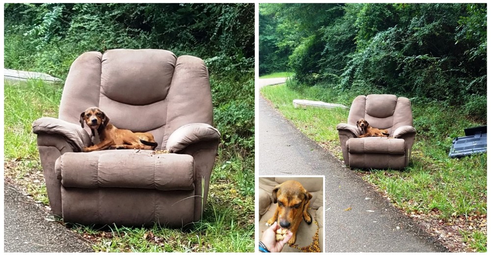 Dejan un perrito como si fuera basura sobre un sillón abandonado al borde de la carretera