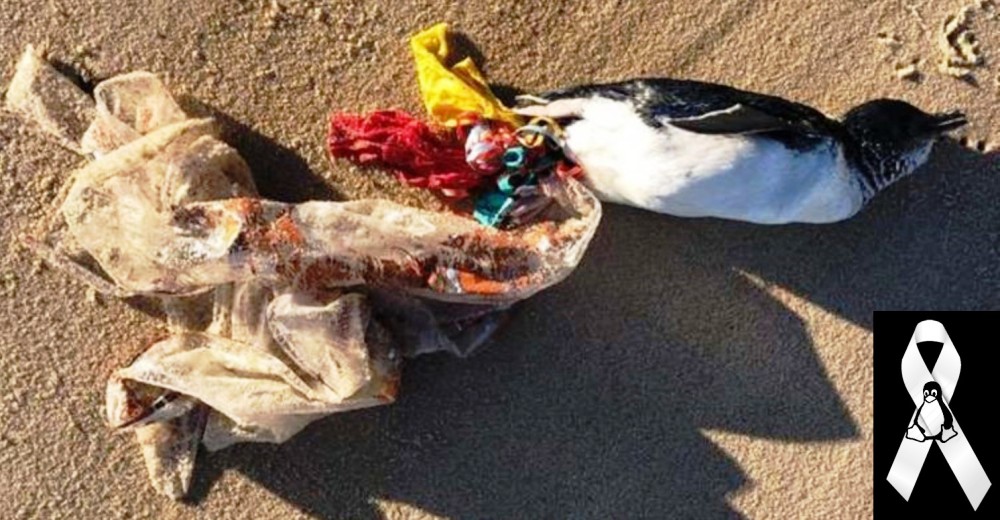 ¿Por qué nunca deberíamos dejar globos volando a la deriva?