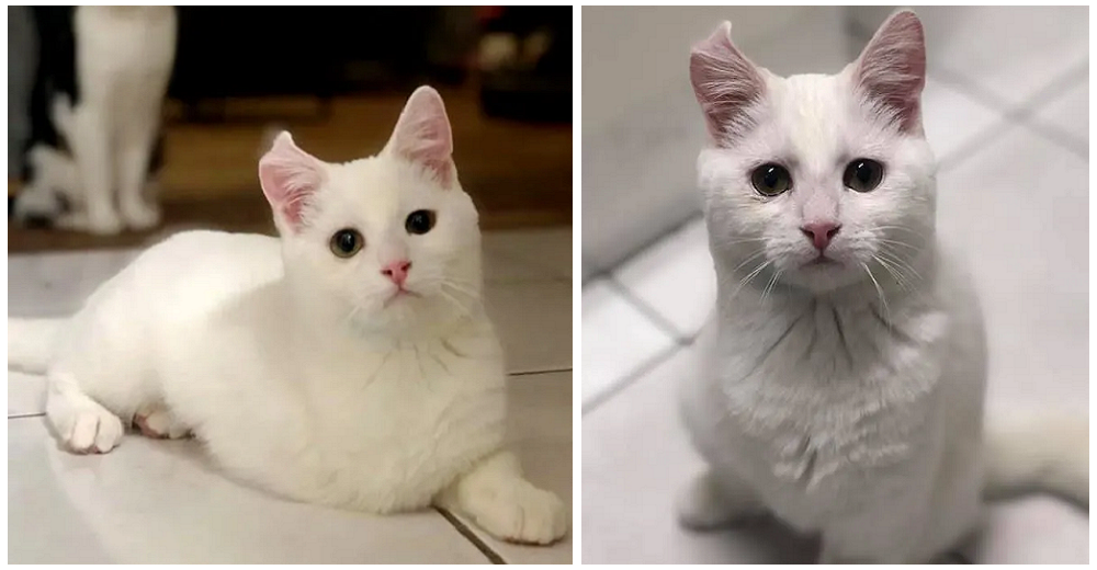 Gatita dejada a su suerte demuestra lo feliz que es a pesar de tener sólo tres de sus patitas