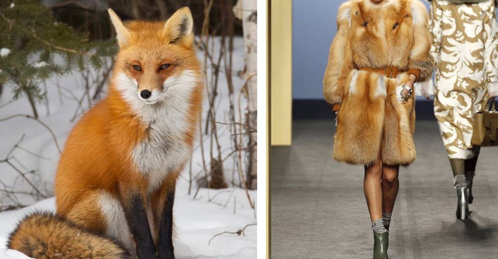 Prada anuncia que no utilizará más pieles de animales para sus colecciones