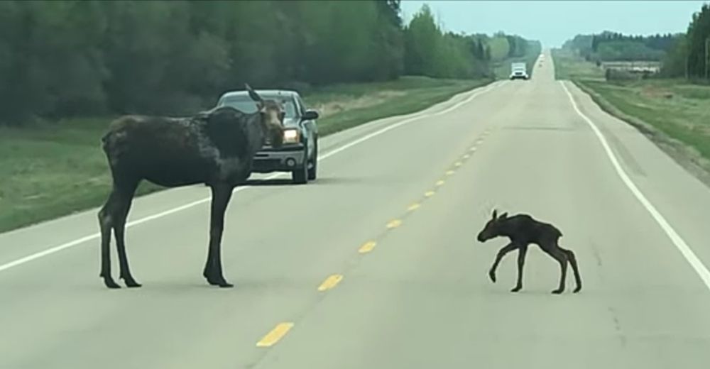 Una madre alce es capturada ayudando a cruzar la calle a su bebé y las imágenes se hacen virales