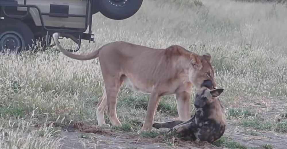 Ingenioso perro salvaje descubre la manera de engañar a una leona hambrienta para salvar su vida