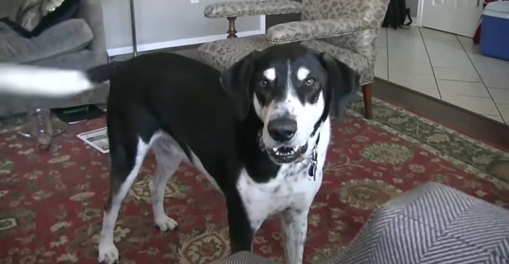 Un hombre descubre la mejor manera de contarle a su perro que adoptó a un gatito