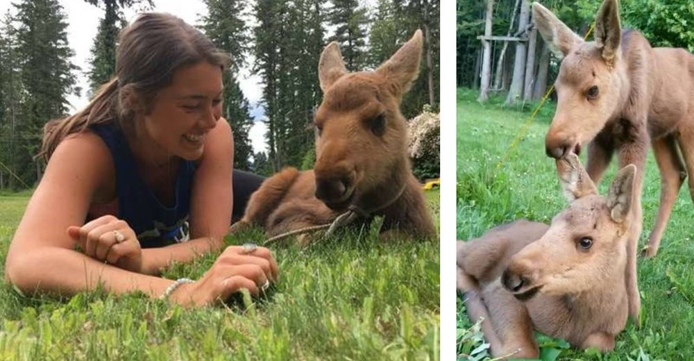 Tres alces invaden un hogar y encuentran las mejores caricias como si vinieran de su propia mamá