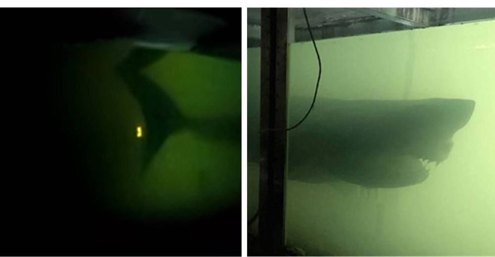 Explora un parque de vida salvaje abandonado y halla un tiburón flotando que parece un fantasma