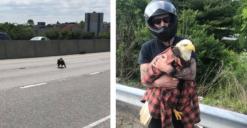 Un motorista ve un águila herida atrapada en el tráfico y le salva la vida