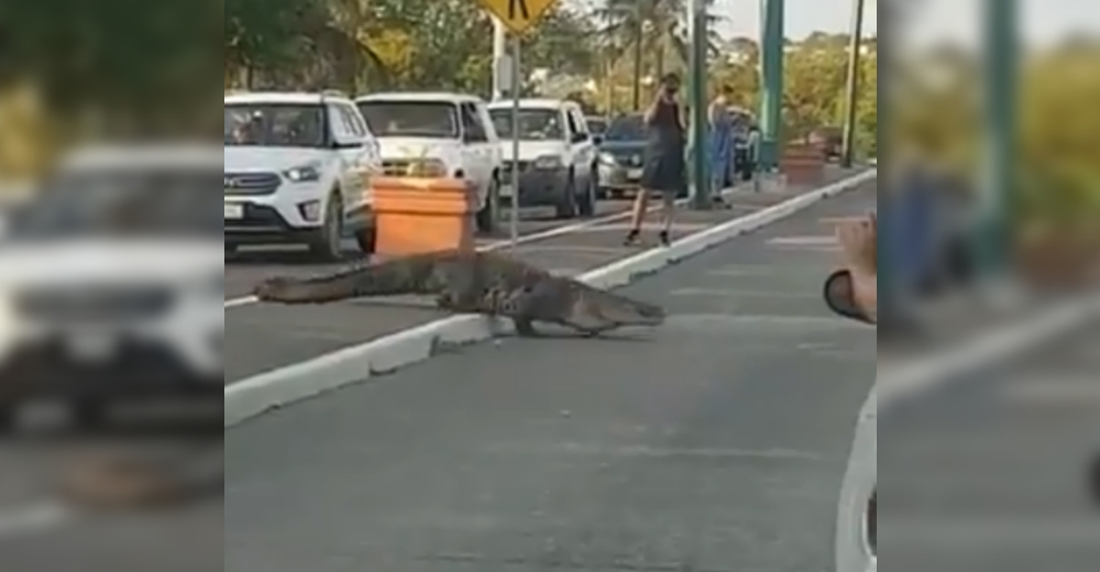 Policías detienen el tráfico en concurrida avenida para que un popular cocodrilo pueda cruzar