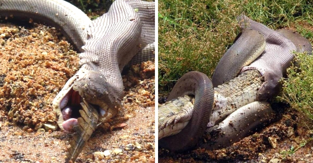 Un enorme cocodrilo es devorado por una serpiente pitón de 4 metros