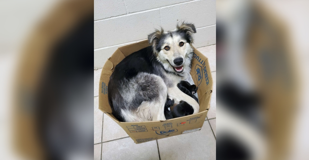 Una pobre perrita fue dejada a su suerte dentro de una caja junto a sus nueve cachorros