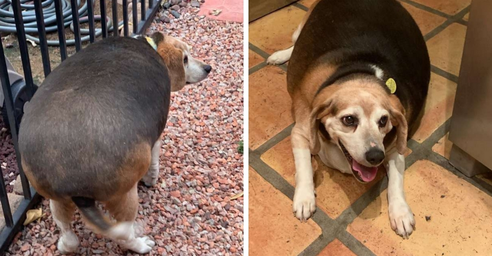 Wolfgang, el beagle obeso que debe perder más de 30 kilos de inmediato