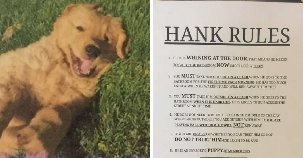 Hank, un perrito tan travieso que su humana tuvo que escribir un manual de instrucciones