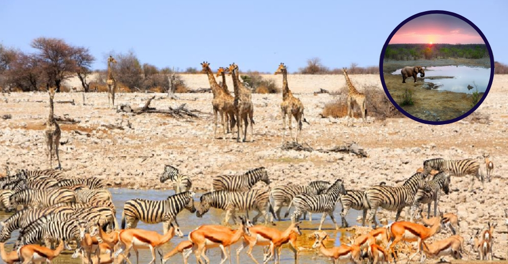 Más de un millar de animales serán subastados para salvar su vida de la escasez de agua