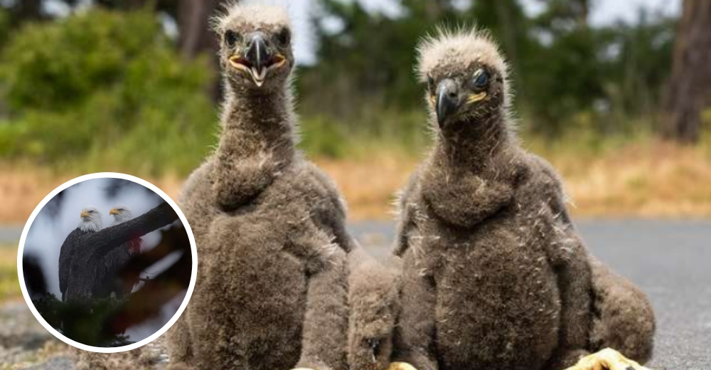 Águilas bebés que se cayeron del nido no podían esperar para reunirse con mamá