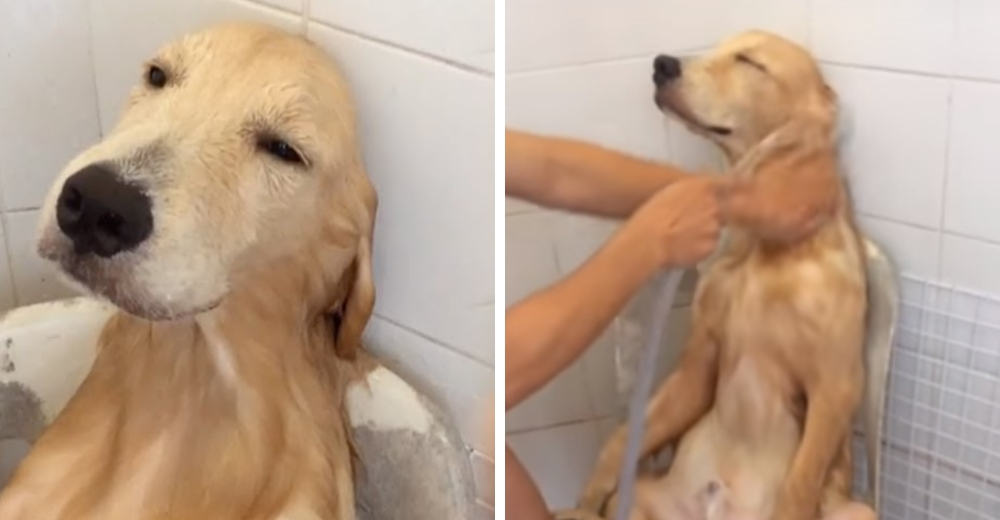 Un perrito rescatado de las calles recibe por primera vez un baño y no puede estar más feliz