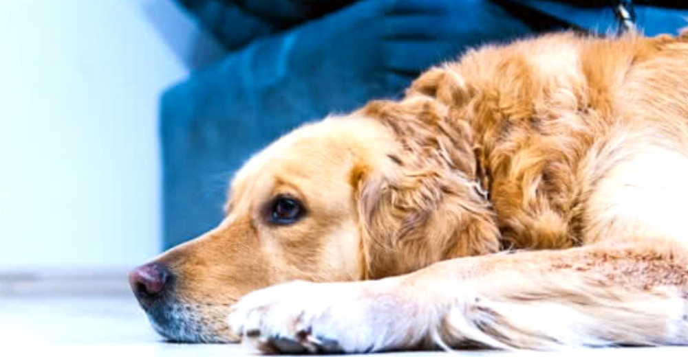 Sheila, la fiel perrita que lleva esperando más de un año a que su dueño salga en libertad