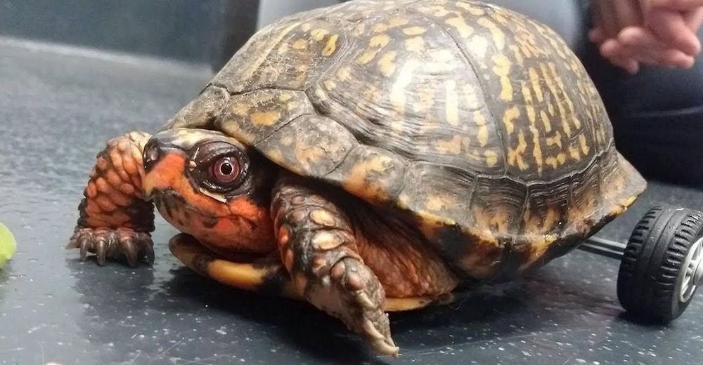 Pedro, la tortuga que perdió sus patitas y logró caminar de nuevo gracias a piezas de lego