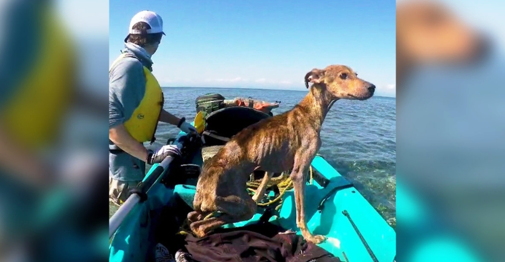 Estaba desnutrido en una isla remota esperando un triste destino, hasta que un fotógrafo lo vio