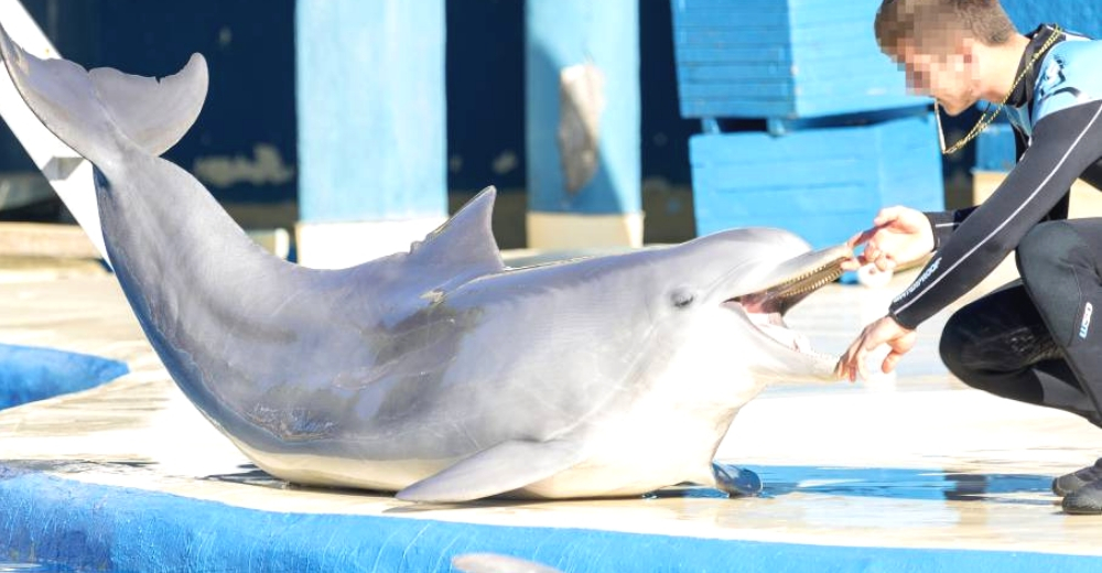 Famoso zoo responde a las acusaciones tras desvelarse el grave estado de salud de sus delfines