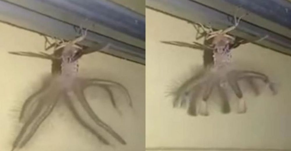 Aparece un insecto «alienígena» en una casa y el video causa furor en Internet