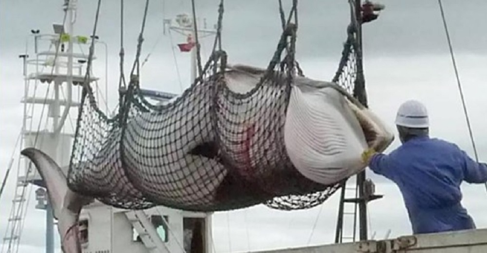 Vuelven a masacrar ballenas y lo hacen dentro de una ceremonia considerada «orgullo nacional»