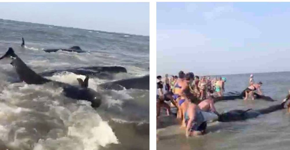 Toda la playa se une para salvar a docenas de ballenas que llegaron a la orilla de una playa