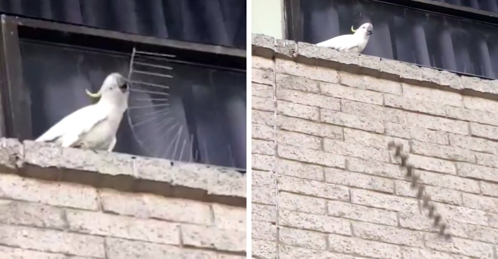 El insólito momento en que una decidida cacatúa arranca furiosa el alambre antiaves de un balcón