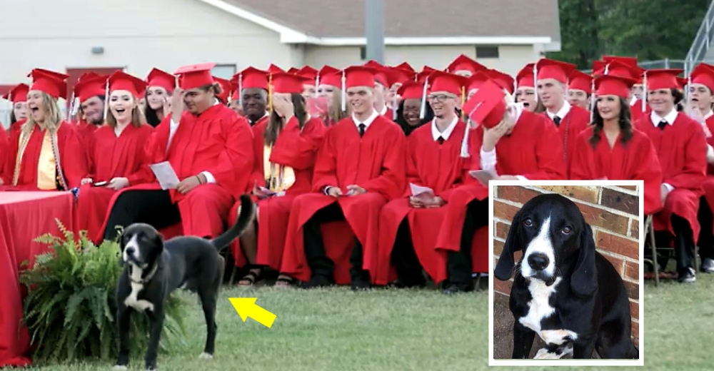 El divertido momento en que un perrito roba la atención durante la graduación de su humano