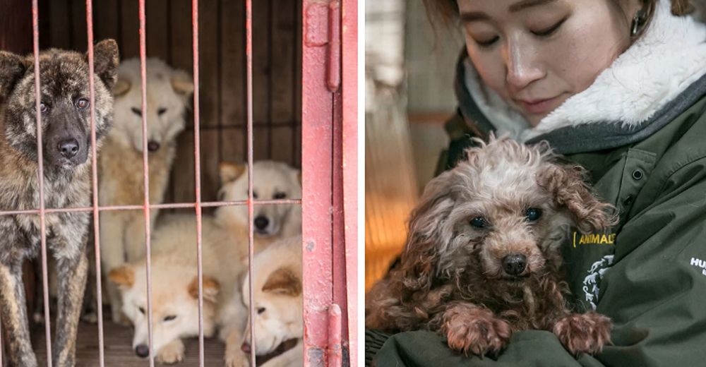 Cierran el mercado de carne de perro más grande del país y salvan a más de 80 criaturitas