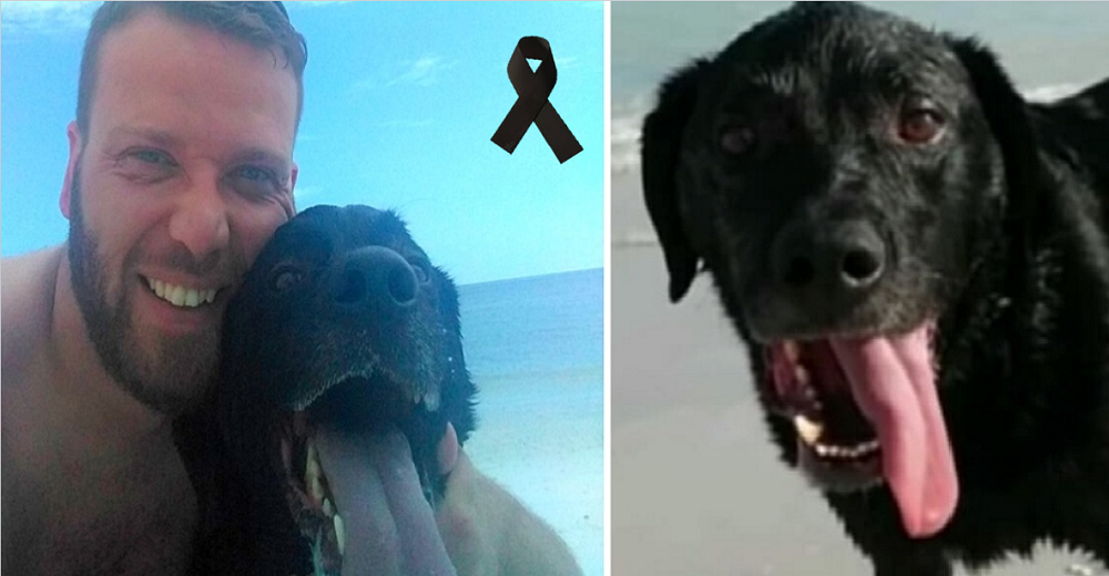 Un inofensivo día en la playa se convirtió en la peor pesadilla acabando con la vida de su perro