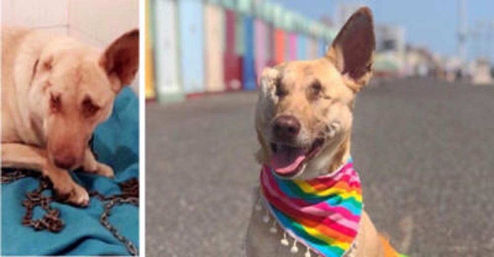 Maggie, la perrita embarazada que recibió 17 impactos y fue abandonada a su suerte