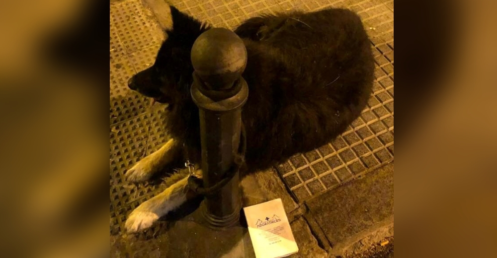 Encuentran a un perrito viejo y triste atado a un pivote con su cartilla de vacunación